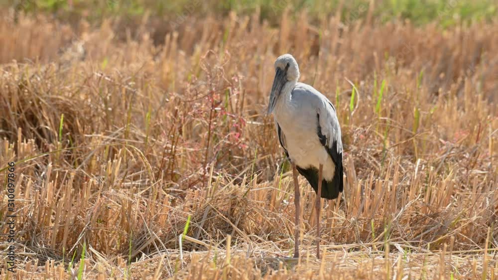 Asian Openbill, Anastomus oscitans,standing on a rice paddy field that has already been harvested while the wind is blowing in Pak Pli, Nakhon Nayok, Thailand. Asian Openbill, Anastomus oscitans,standing on a rice paddy field that has already been harvested while the wind is blowing in Pak Pli, Nakhon Nayok, Thailand.