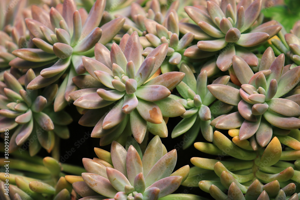 Beautiful group of Pachyphytum Compactum blossoming in garden, pattern of Pachyphytum Compactum plant as a Floral background Beautiful group of Pachyphytum Compactum blossoming in garden, pattern of Pachyphytum Compactum plant as a Floral background