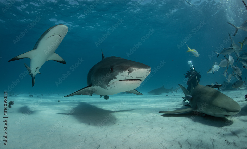 Fototapeta premium Sharks in clear blue water
