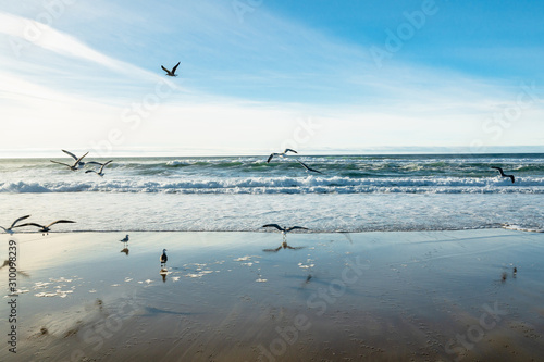 Flock of birds on the beach. Dramatic sea  cloudy sky background