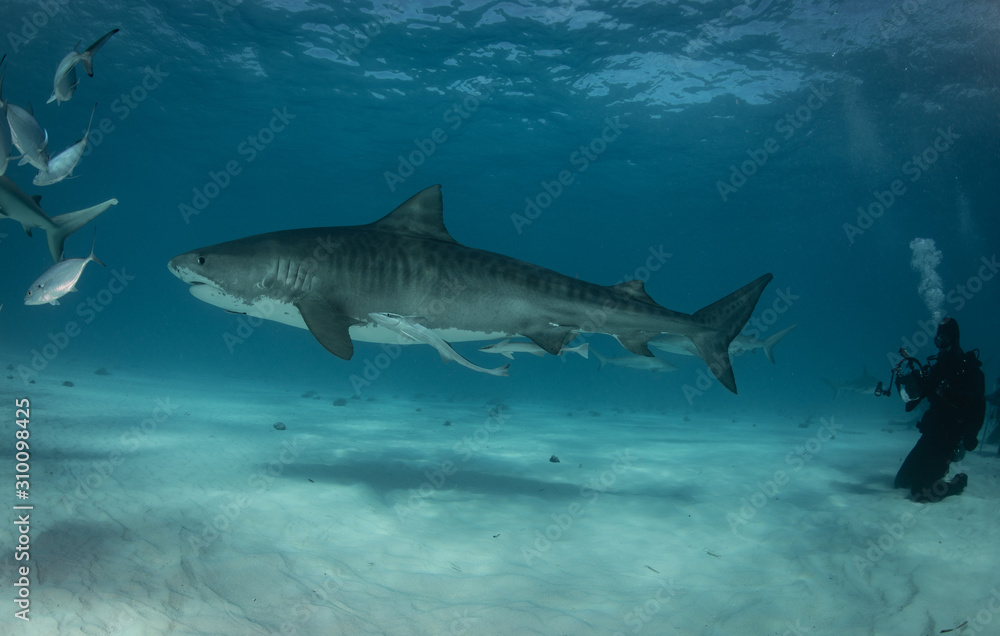 Fototapeta premium Tiger sharks at Tiger Beach. Bahamas