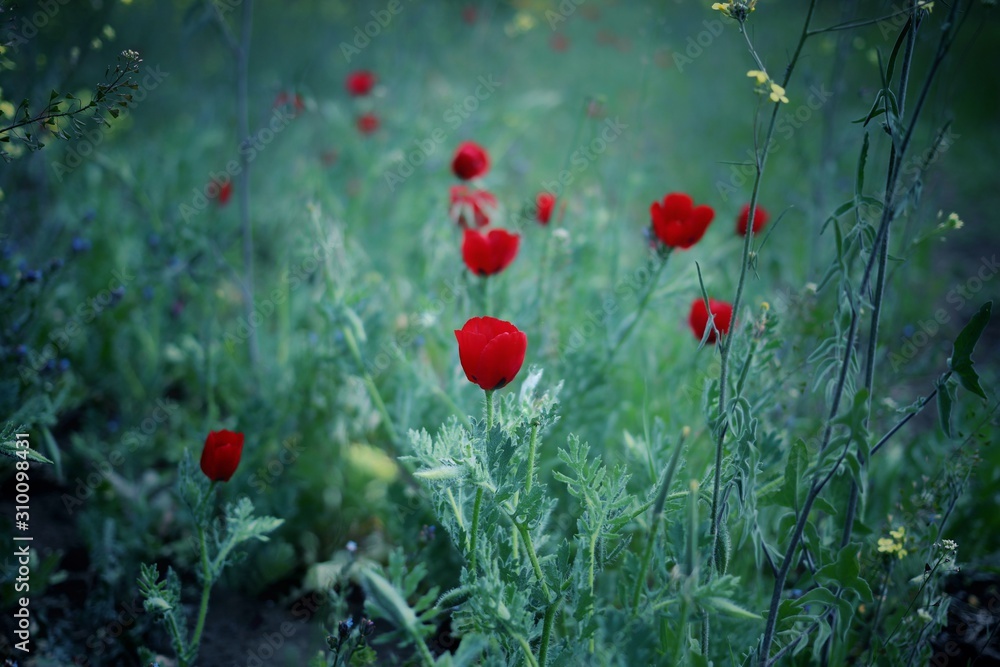 Fototapeta premium red poppies on a background of grass.