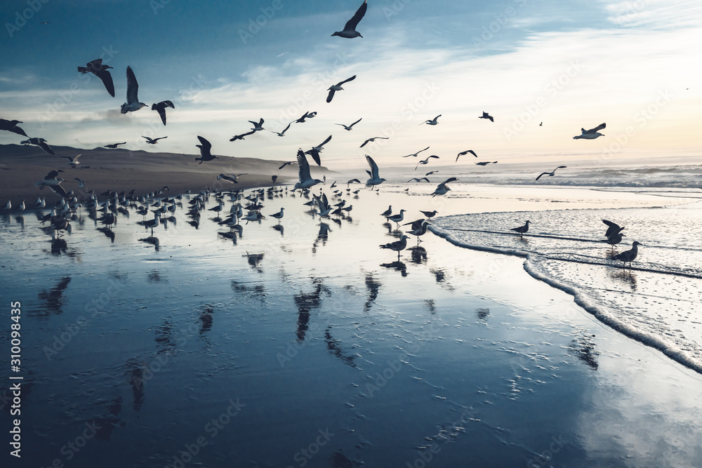 Great colony of seagulls on the beach. Dramatic seascape, blue hour