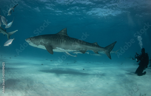 Tiger sharks at Tiger Beach. Bahamas © Drew