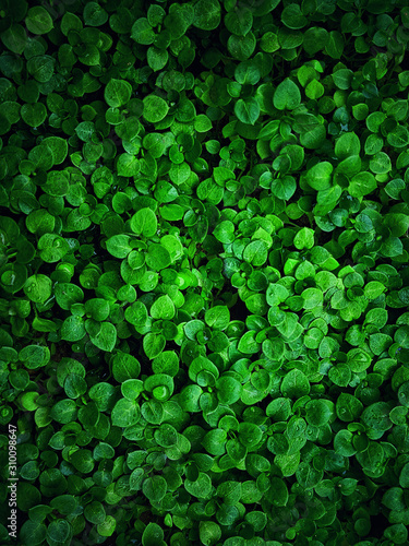 green leaves of plants. on a dark natural background