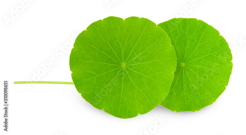 Asiatic Leaf Herb gotu kola, indian pennywort, centella asiatica, tropical herb isolated on white background. ayurveda herbal medicine inhibited or slowed growth of cancer cells Help prevent cancer photo