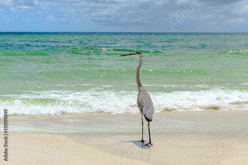 Great Blue Heron (Ardea herodias) walking on seashore