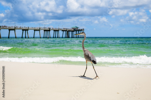 Great Blue Heron (Ardea herodias) walking on seashore