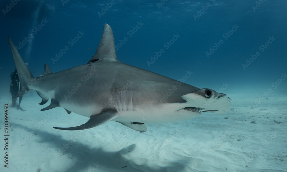 Fototapeta premium Great Hammerhead sharks off of Bimini, Bahamas