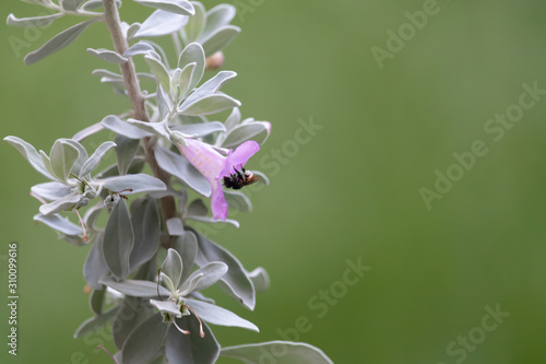 bee and pink flower close-up, bright green background photo