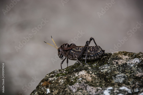 Wallpaper Mural close up insect in Guatemala Torontodigital.ca