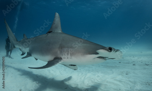 Great Hammerhead sharks off of Bimini, Bahamas © Drew