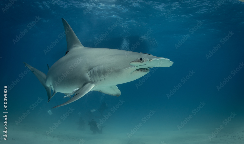 Great Hammerhead sharks off of Bimini, Bahamas