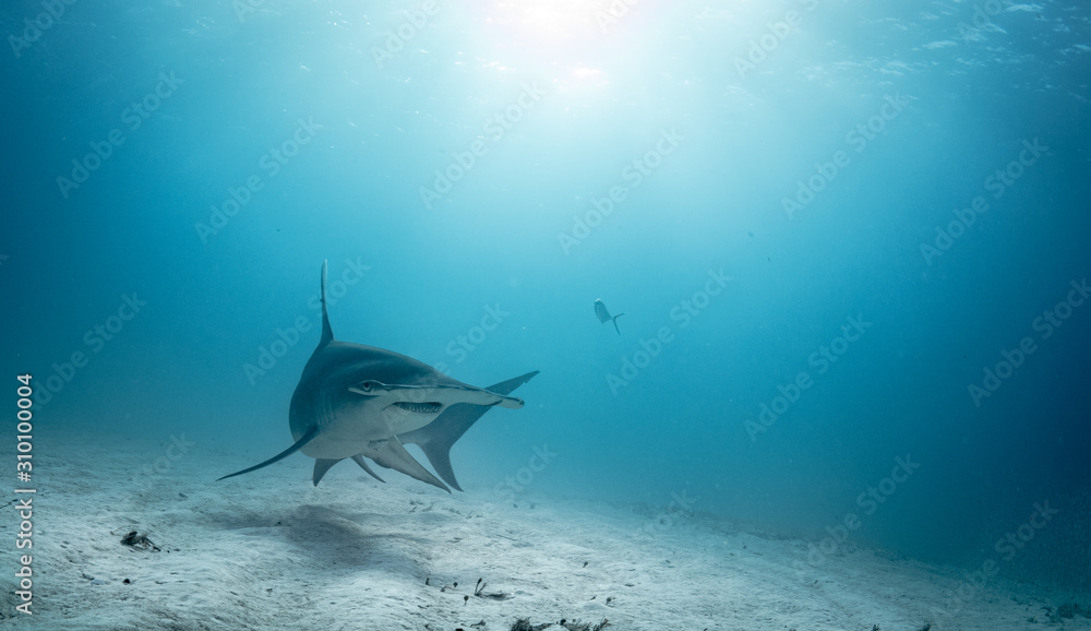 Great Hammerhead sharks off of Bimini, Bahamas - obrazy, fototapety, plakaty 