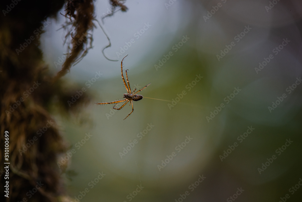 Spider spinning his web isolated with bokeh background Spider spinning his web isolated with bokeh background