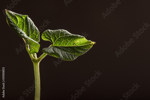 New leaves emerging in dramatic light and black background