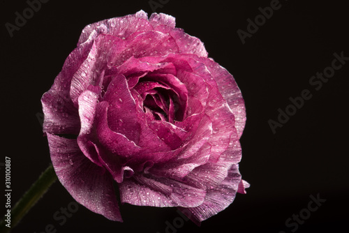 Tableau sur toile Pink Rannunculus close up with dark background