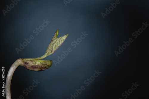 New sprout emerging from bean with dark background