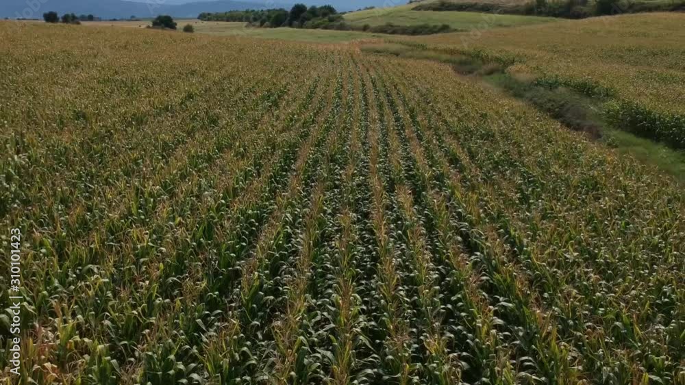 Forward drone shot over a corn field of a mountain and fields over a green summer field in Northern Greece. Drama Forward drone shot over a corn field of a mountain and fields over a green summer field in Northern Greece. Drama