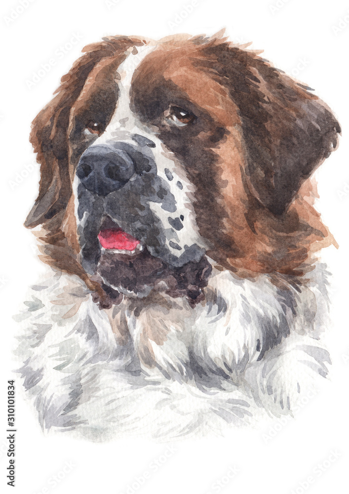Water colour painting of a large dog breed St. Bernard 044