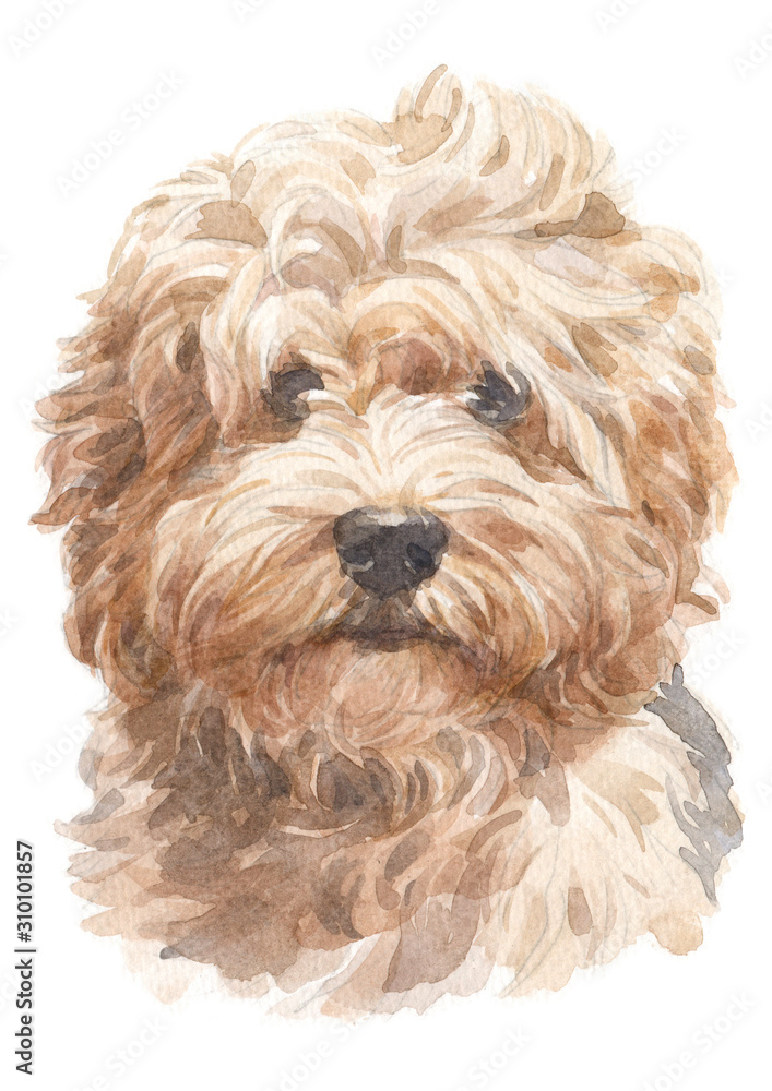 Water colour painting, doggy style, light brown shag, Havanese varieties 047 Water colour painting, doggy style, light brown shag, Havanese varieties 047