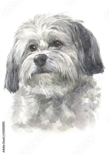 Water colour painting, long-haired dog, white - gray fur, Havanese breed  050