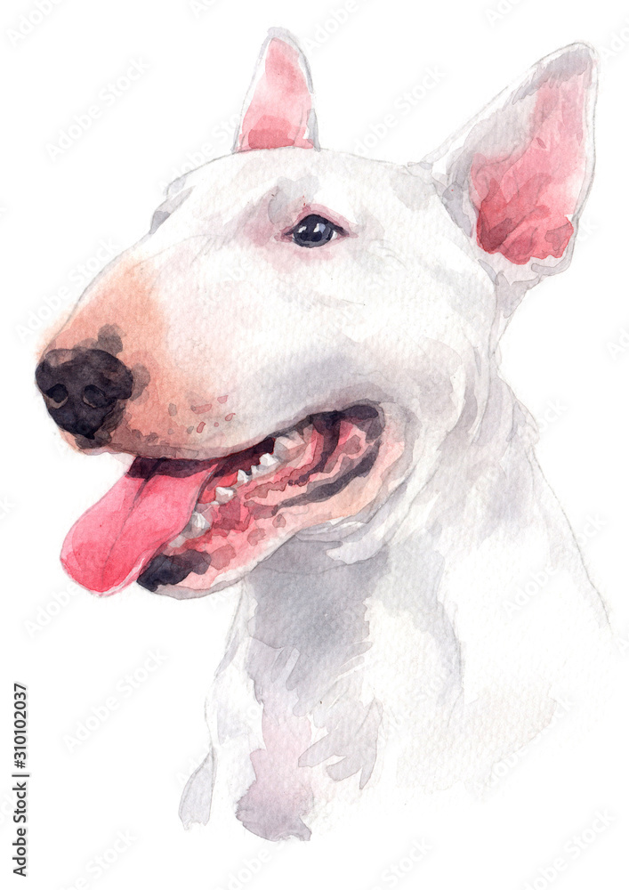 Water colour painting, white dog breed, Bull Terrier 059