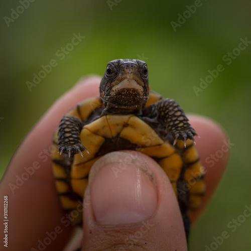 Baby Eastern box turtle (Terrapene carolina carolina)