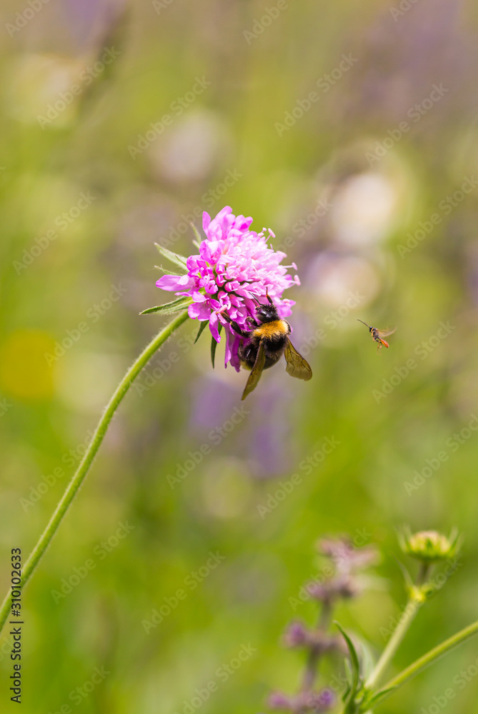 bumble bee on scabiosa blossom with blurred bokeh background; pesticide free biodiversity save the bees concept bumble bee on scabiosa blossom with blurred bokeh background; pesticide free biodiversity save the bees concept