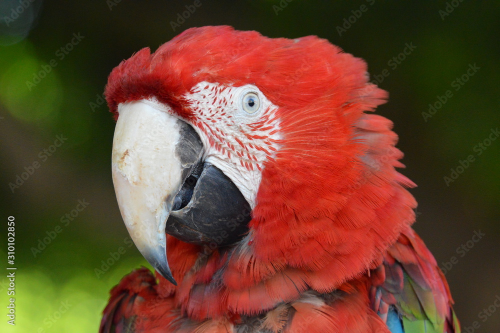 Голова попугая Ара с красным оперением