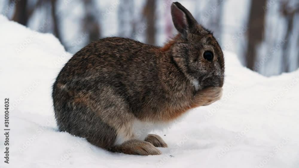 Snowshoe Hare Rabbit - Lepus americanus - or varying hare rubs snow off his nose and whiskers while foraging on snow in winter. Handheld closeup clip of a funny Easter bunny. Snowshoe Hare Rabbit - Lepus americanus - or varying hare rubs snow off his nose and whiskers while foraging on snow in winter. Handheld closeup clip of a funny Easter bunny.