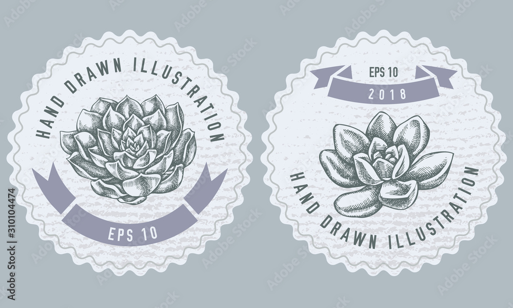 Monochrome labels design with illustration of succulent echeveria