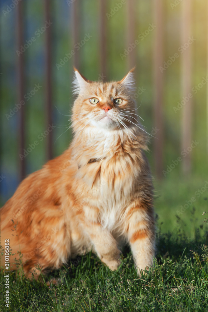 Beautiful Red Maine Coon.