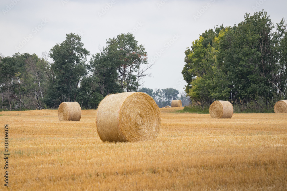 Round Hay Bales on Farmer's Field on Prairie