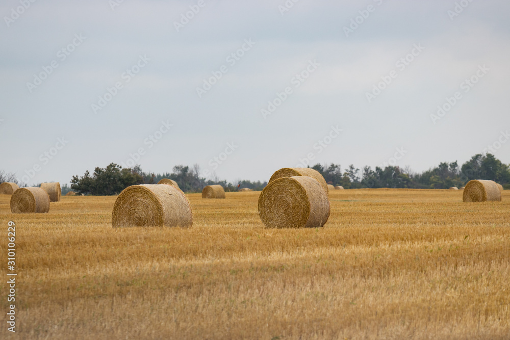 Round Hay Bales on Farmer's Field on Prairie