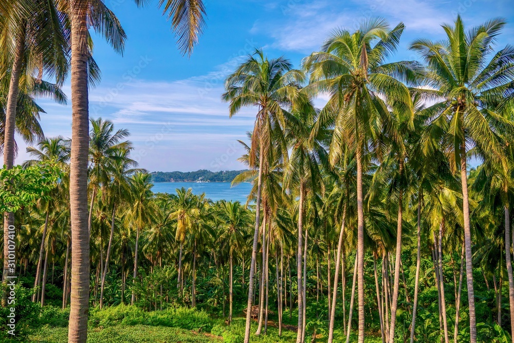 A coconut plantation with dozens of palm trees, on a beautiful tropical island in the Philippines, where copra production is a major industry. A coconut plantation with dozens of palm trees, on a beautiful tropical island in the Philippines, where copra production is a major industry.