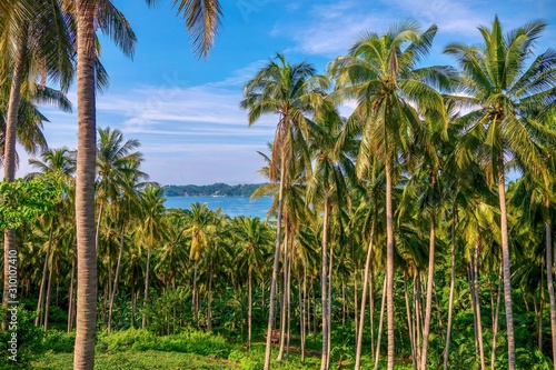 A coconut plantation with dozens of palm trees, on a beautiful tropical island in the Philippines, where copra production is a major industry.