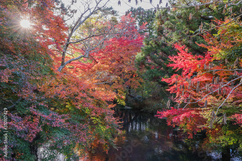 autumn in the forest