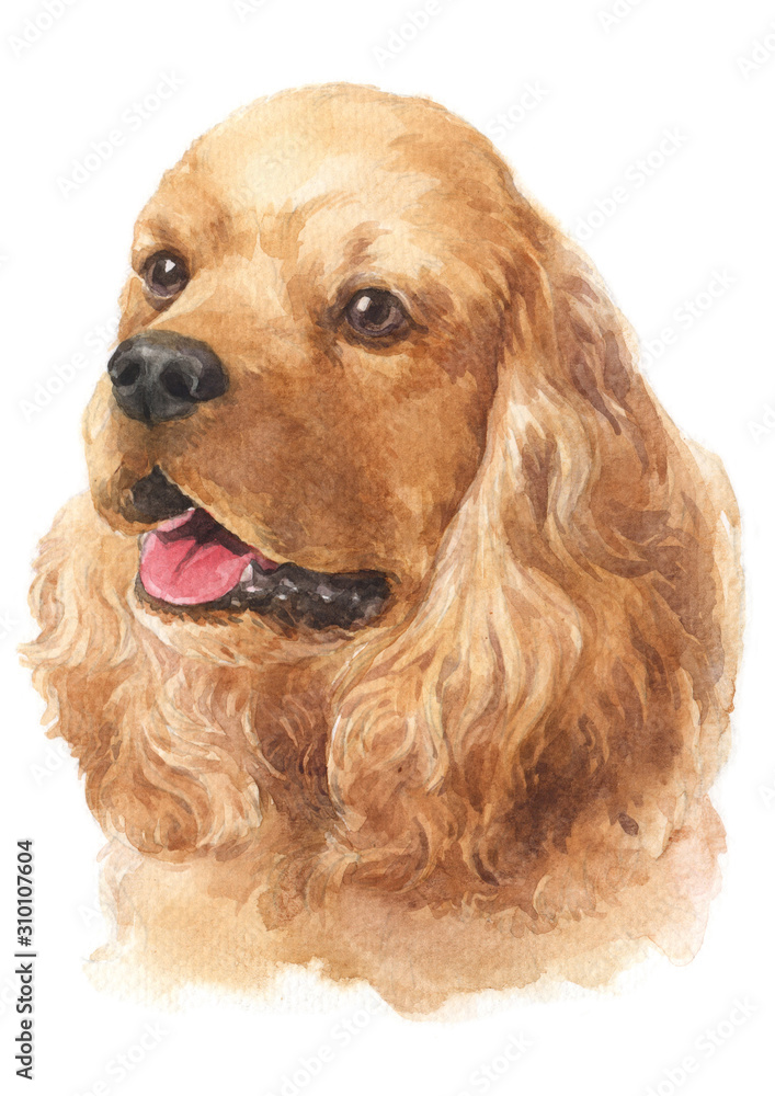 Water colour painting of American Cocker Spaniel 064
