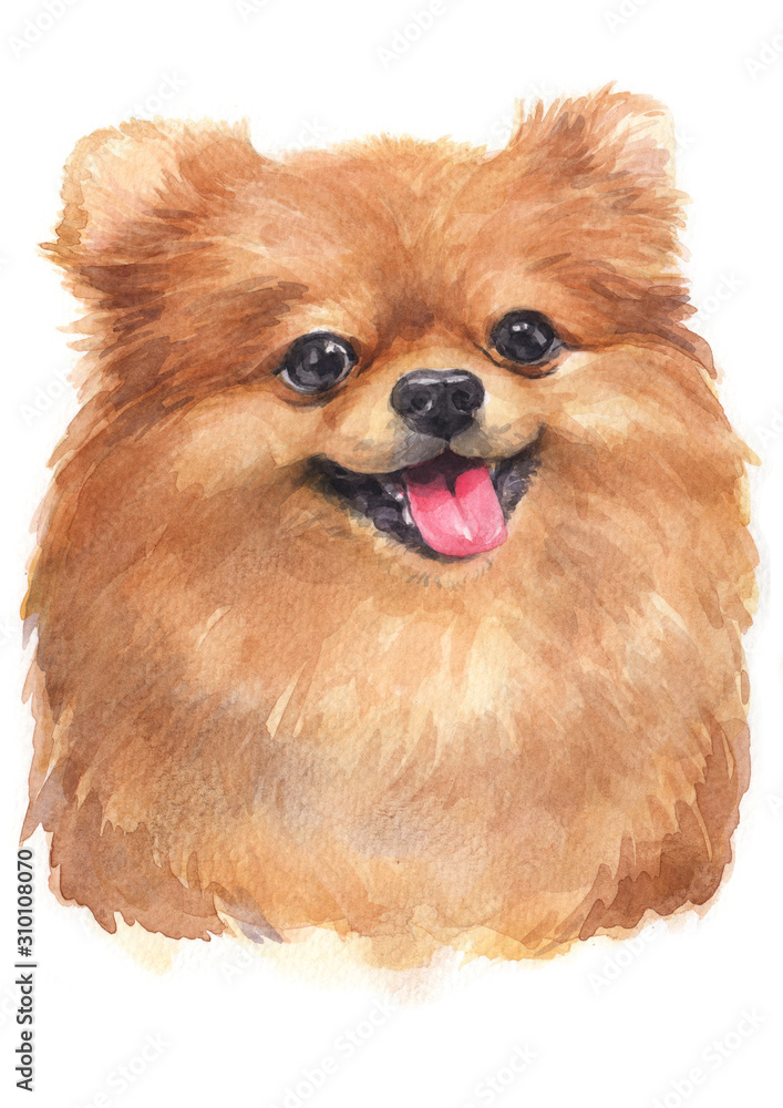 Fototapeta premium Water colour painting of Pomeranian [Puppy] 074