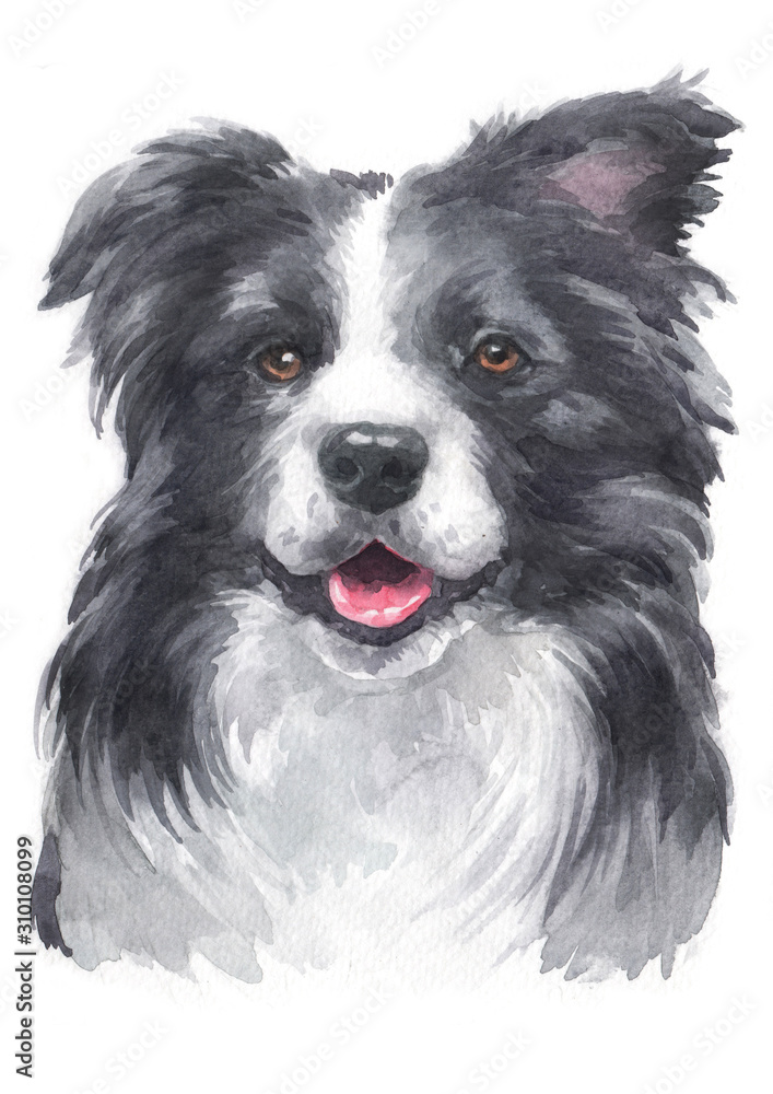 Water colour painting of Border Collie 077