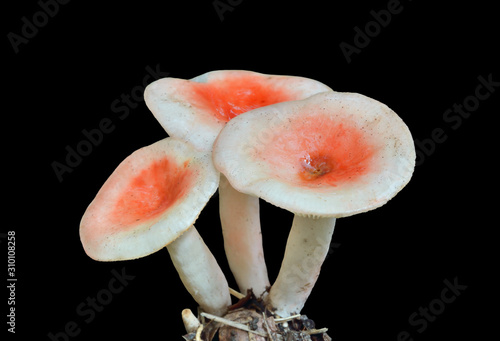 Mushrooms russule (Russula fragilis) 1