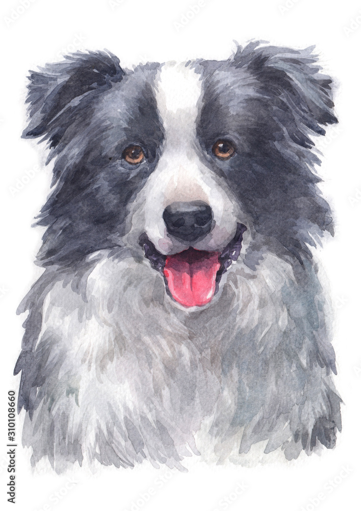 Water colour painting of Border Collie 098