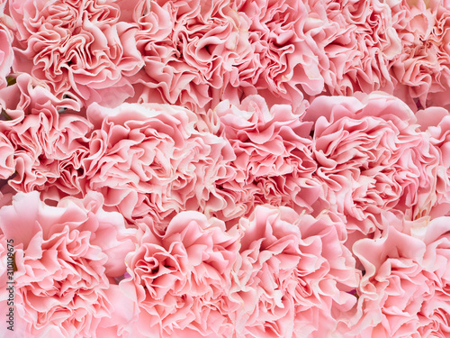 Frame flower made of pink carnation