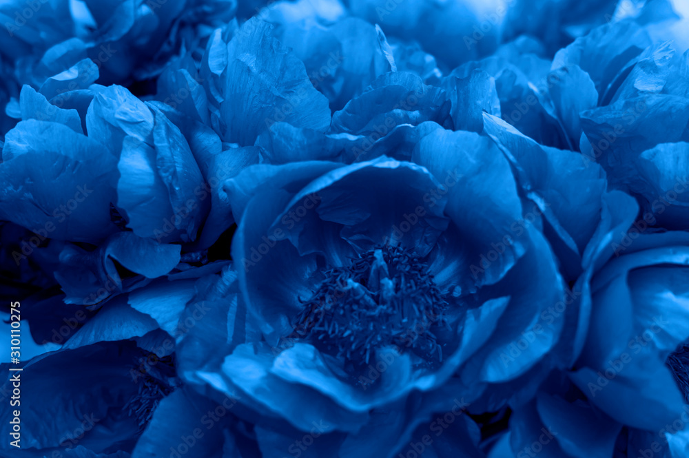 blooming peony flowers. Trend color 2020 classic blue, background for design. blooming peony flowers. Trend color 2020 classic blue, background for design.