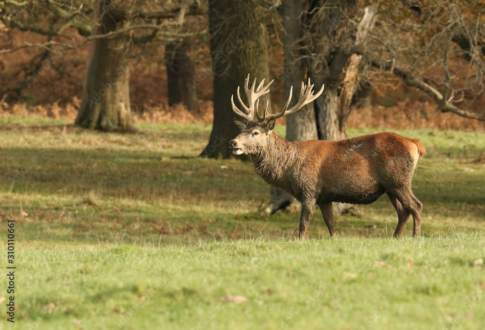 Fototapeta premium A Red Deer Stag (Cervus elaphus) at the edge of a field during rutting season.
