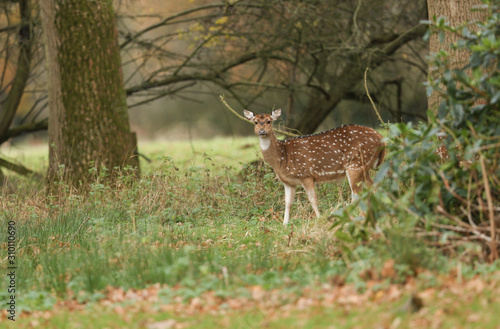 Fototapeta Naklejka Na Ścianę i Meble -  A stunning Axis Deer (Cervus axis) feeding in woodland.