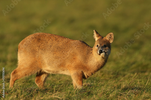 A beautiful Chinese Water Deer  (Hydropotes inermis) feeding in a field in golden light. photo