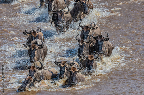Fototapeta kuchenna Migration gnu river crossing - Tanzania 