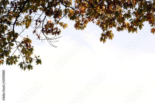 abstract background with yellow leaves